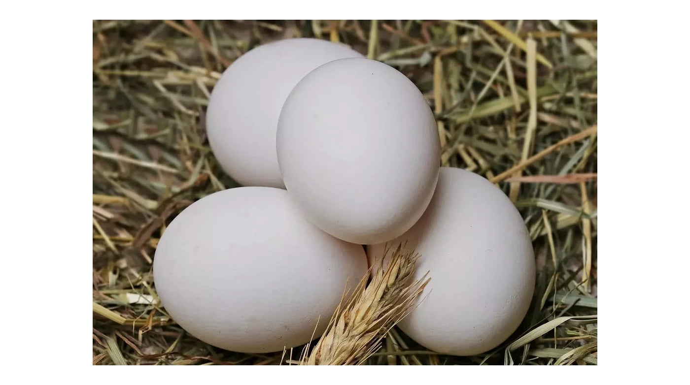 China (Clay) Nest Eggs - Each - Buy Online SPR Centre UK