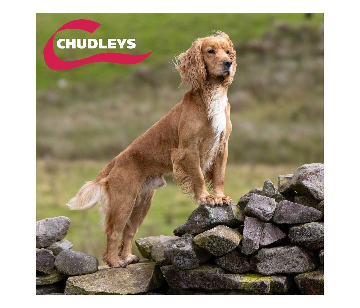 Chudleys - Lamb Sensitive (Working Dog Food) 14kg - Buy Online SPR Centre UK