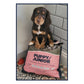 Chudleys - Puppy/Junior Dog Food 12kg - Buy Online SPR Centre UK