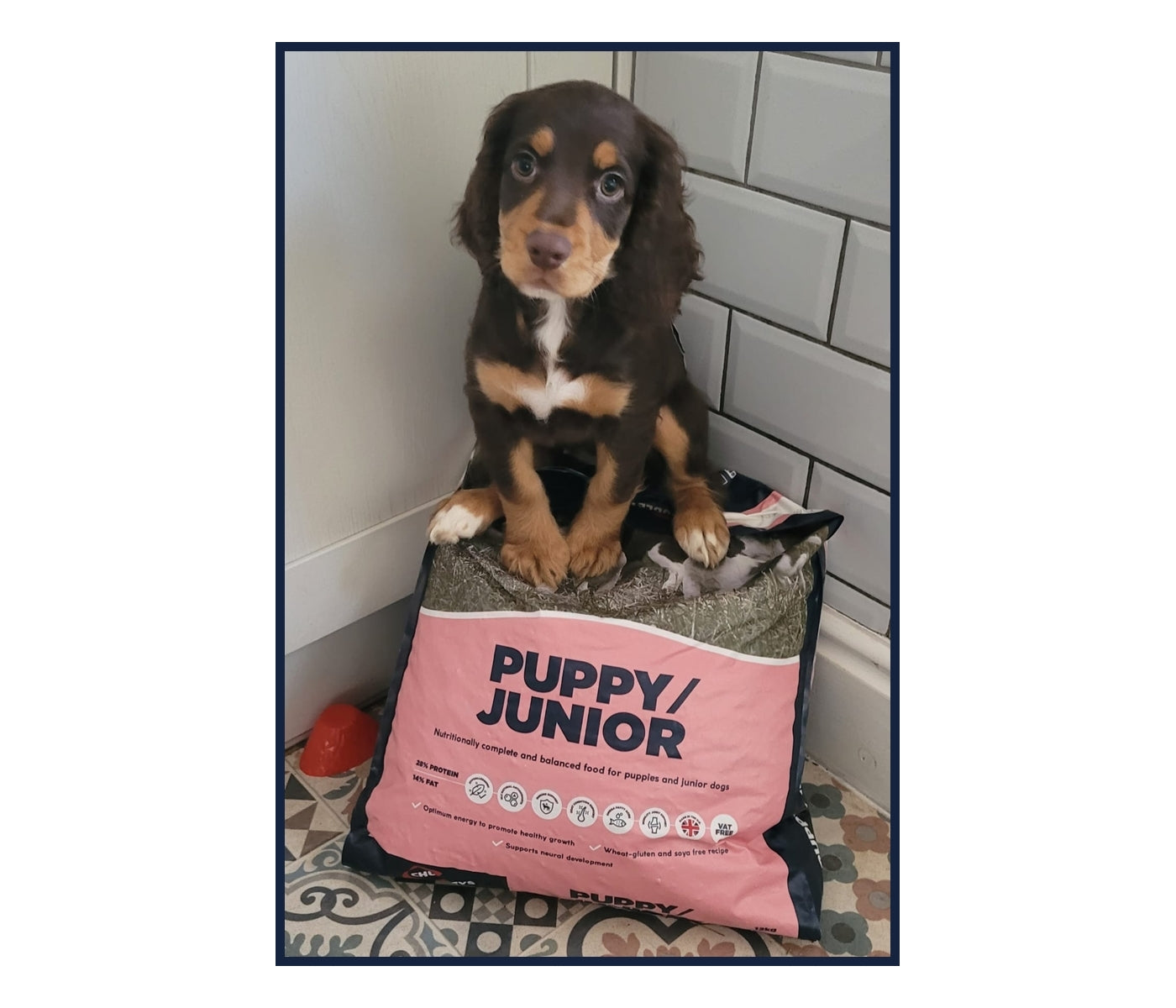 Chudleys - Puppy/Junior Dog Food 12kg - Buy Online SPR Centre UK