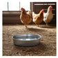 Galvanised Feeder Pans for Poultry, Pigeons and Wild Birds