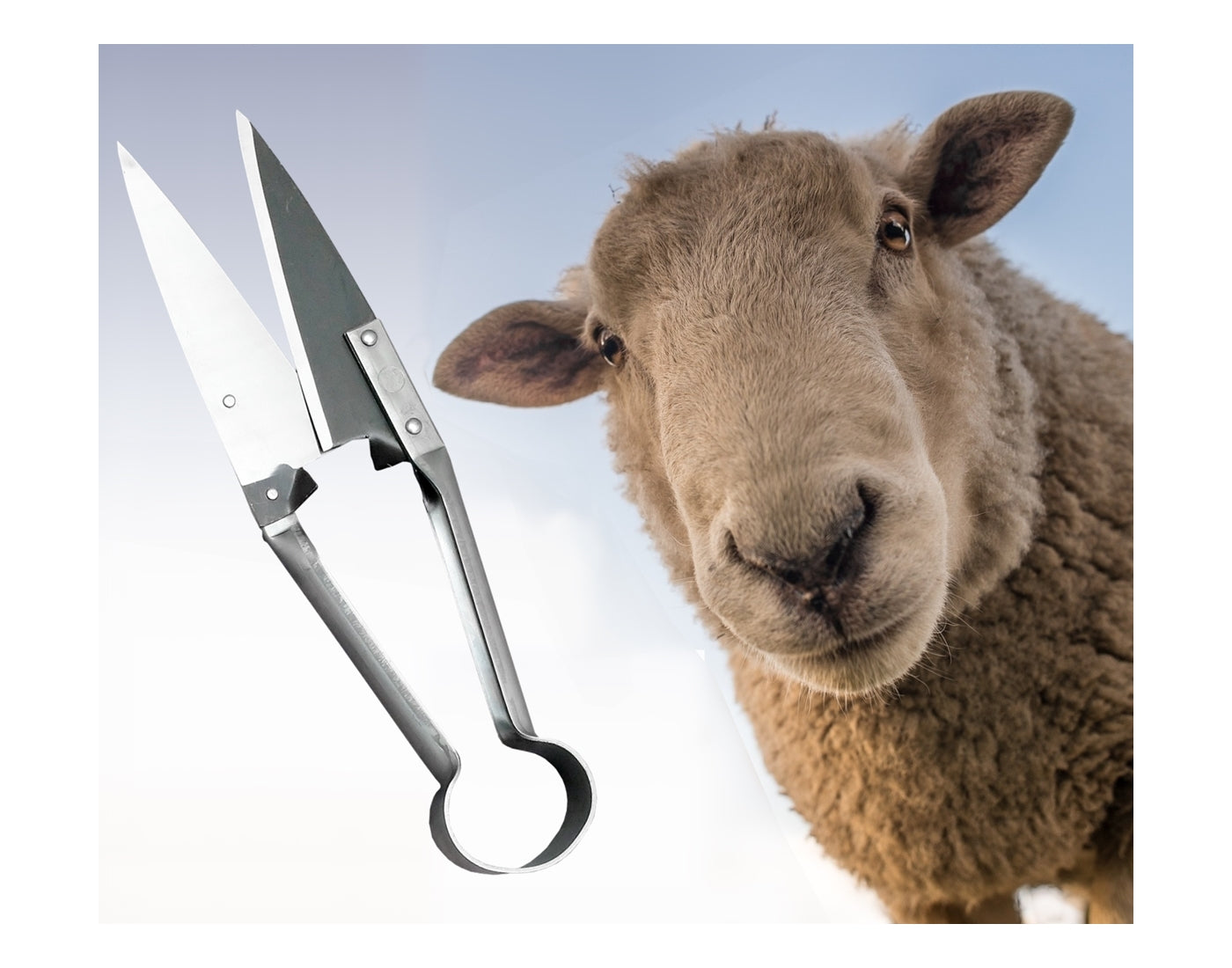 Due Buoi - Single Bow Straight Shears - Buy Online SPR Centre UK