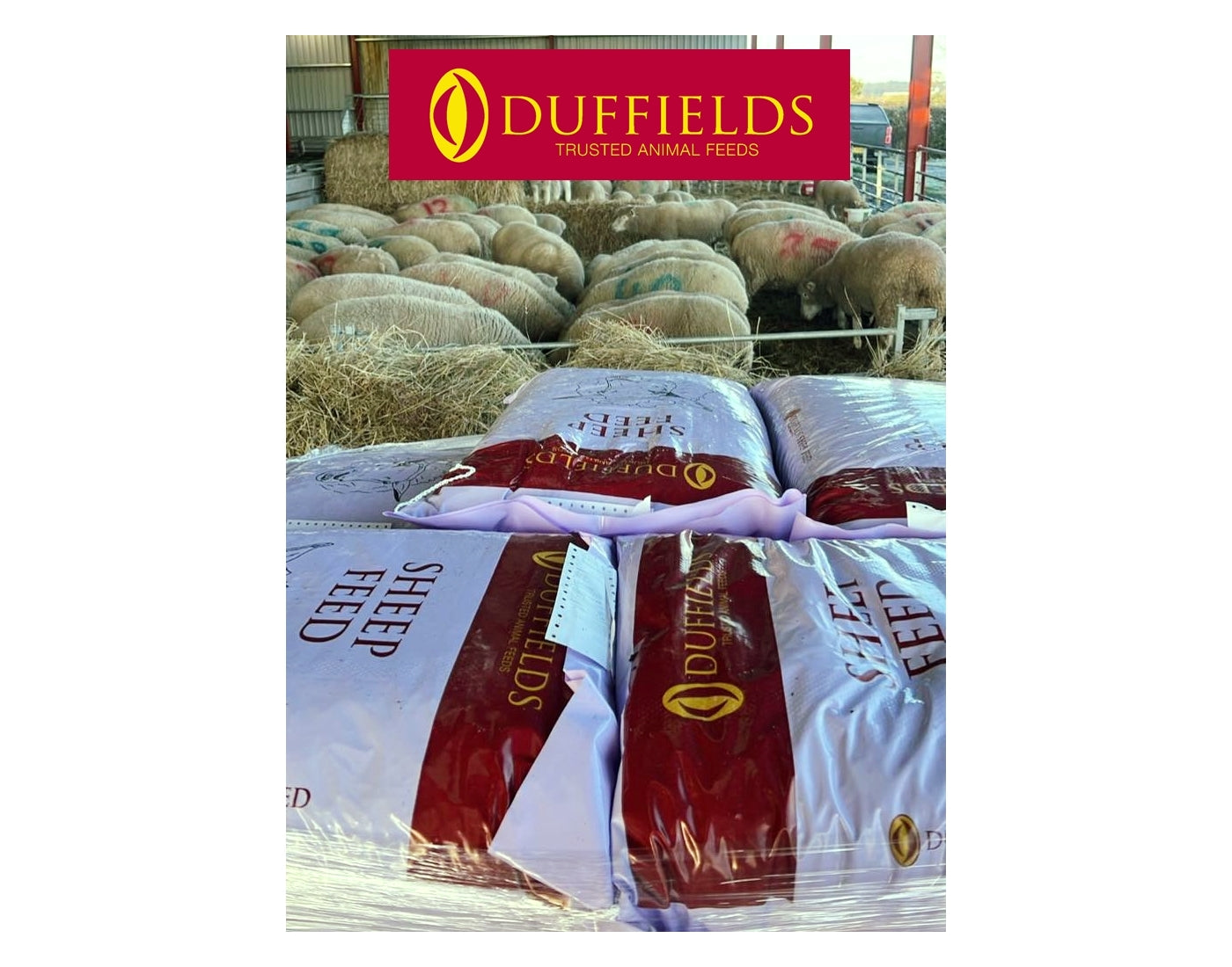 Duffields - Flockcare Ewe 18 Pencils - 25kg