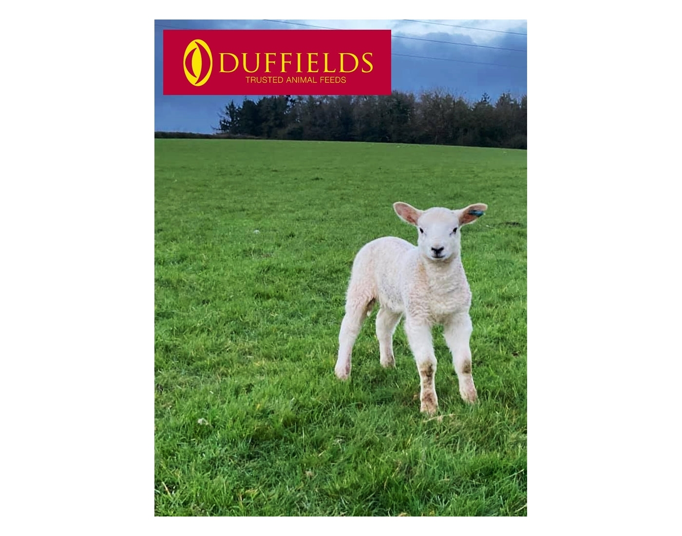 Duffields - Flockcare Ewe 18 Pencils - 25kg