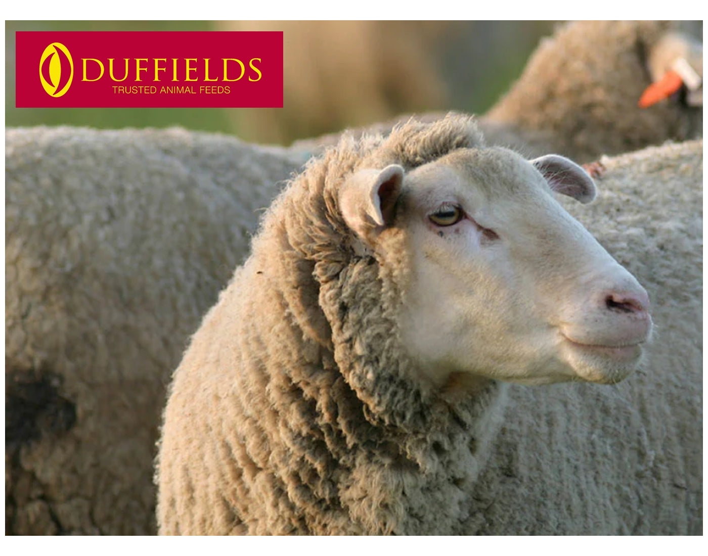 Duffields - Flockcare Ewe 18 Pencils - 25kg