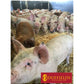 Duffields - Sow Rolls 20kg | Pig Feed - Buy Online SPR Centre UK