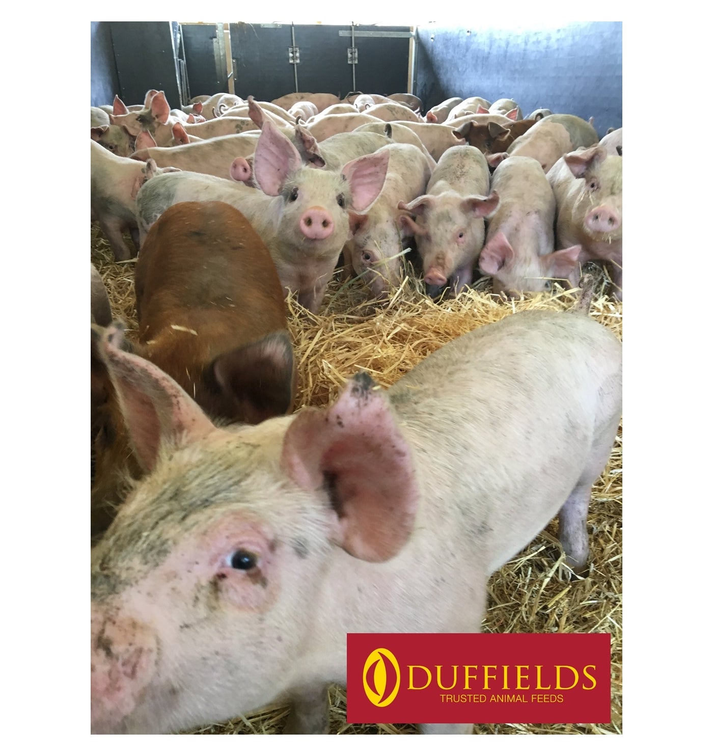Duffields - Sow Rolls 20kg | Pig Feed - Buy Online SPR Centre UK