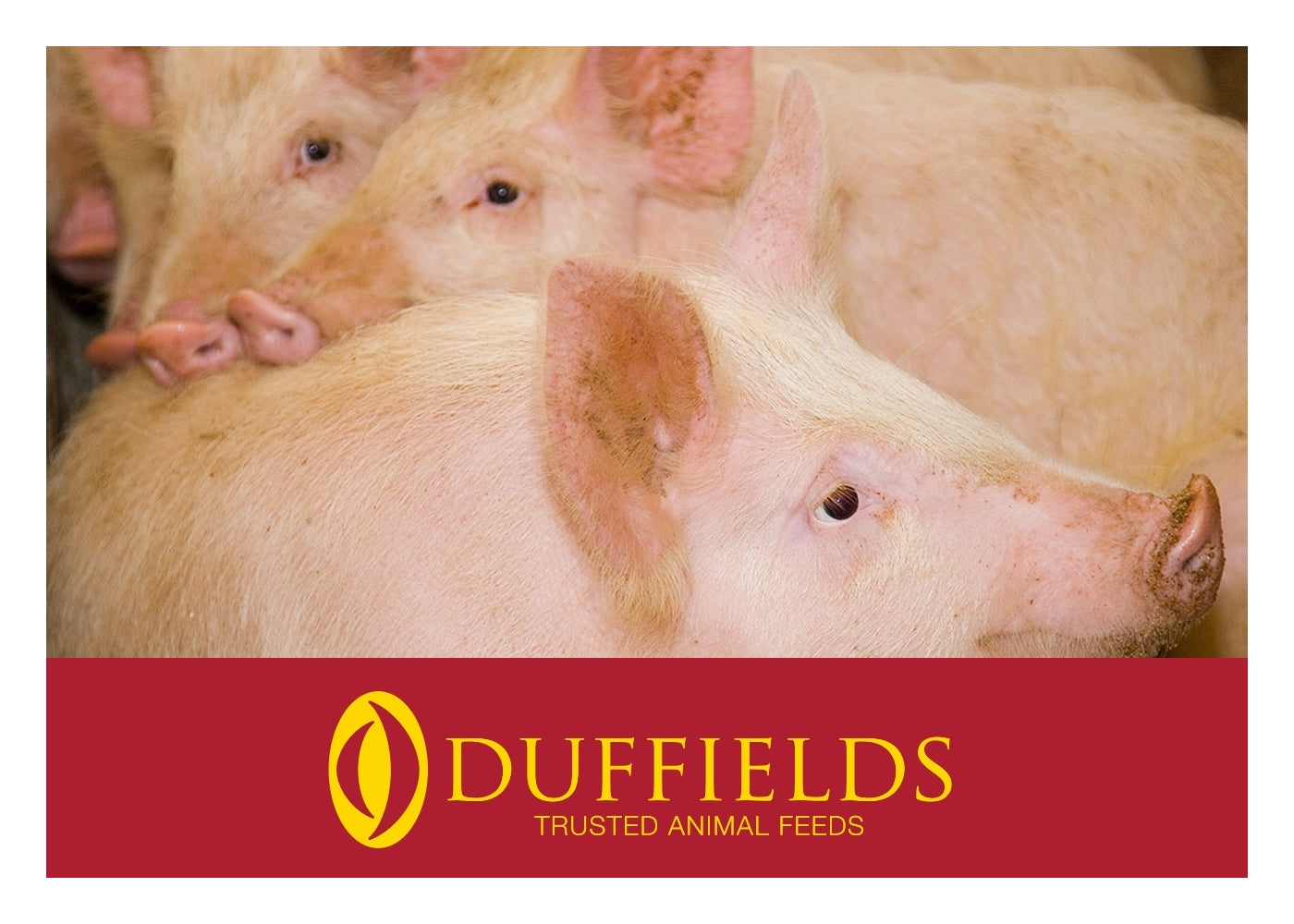 Duffields - Sow Rolls 20kg | Pig Feed - Buy Online SPR Centre UK