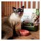 Eden - Duck with Sardines Dry Cat Food - Buy Online SPR Centre UK