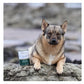 Eden - Gourmet Duck & Herring Wet Dog Food - Buy Online SPR Centre UK