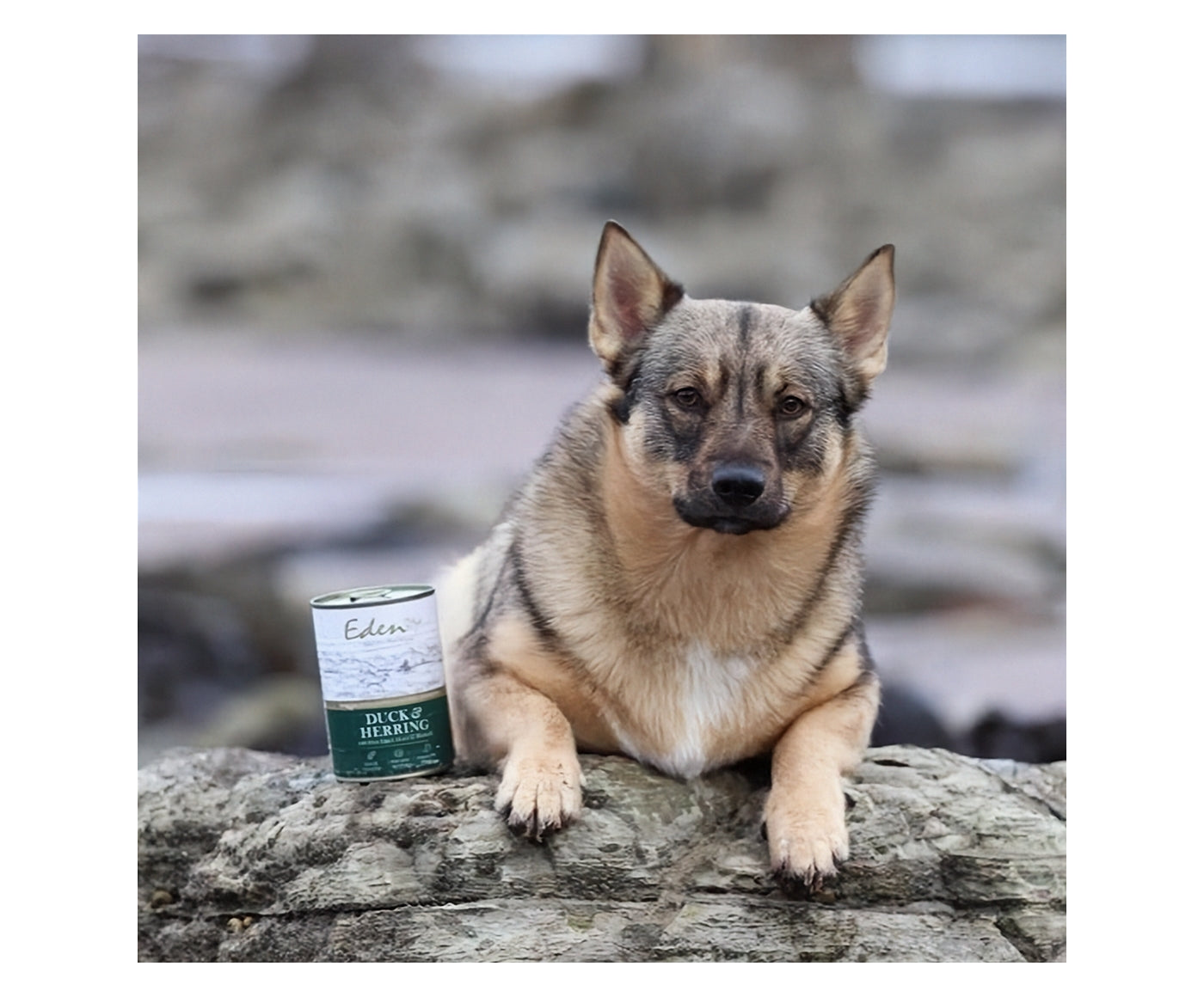 Eden - Gourmet Duck & Herring Wet Dog Food - Buy Online SPR Centre UK