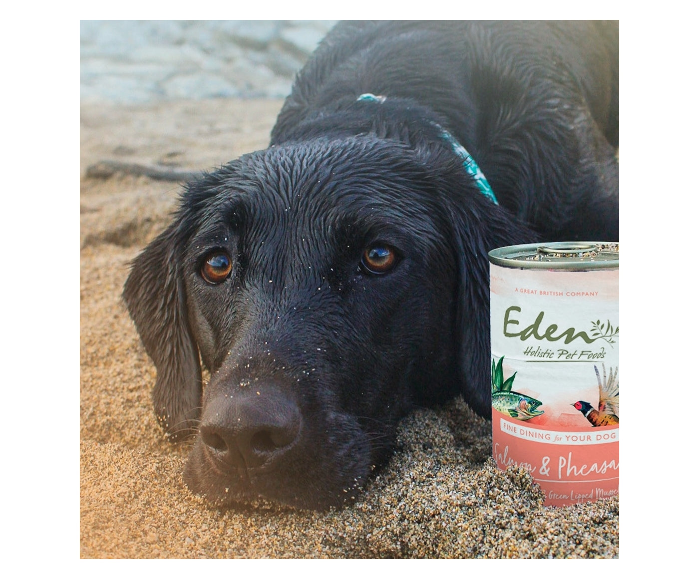 Eden - Gourmet Salmon & Pheasant Wet Dog Food - Buy Online SPR Centre UK