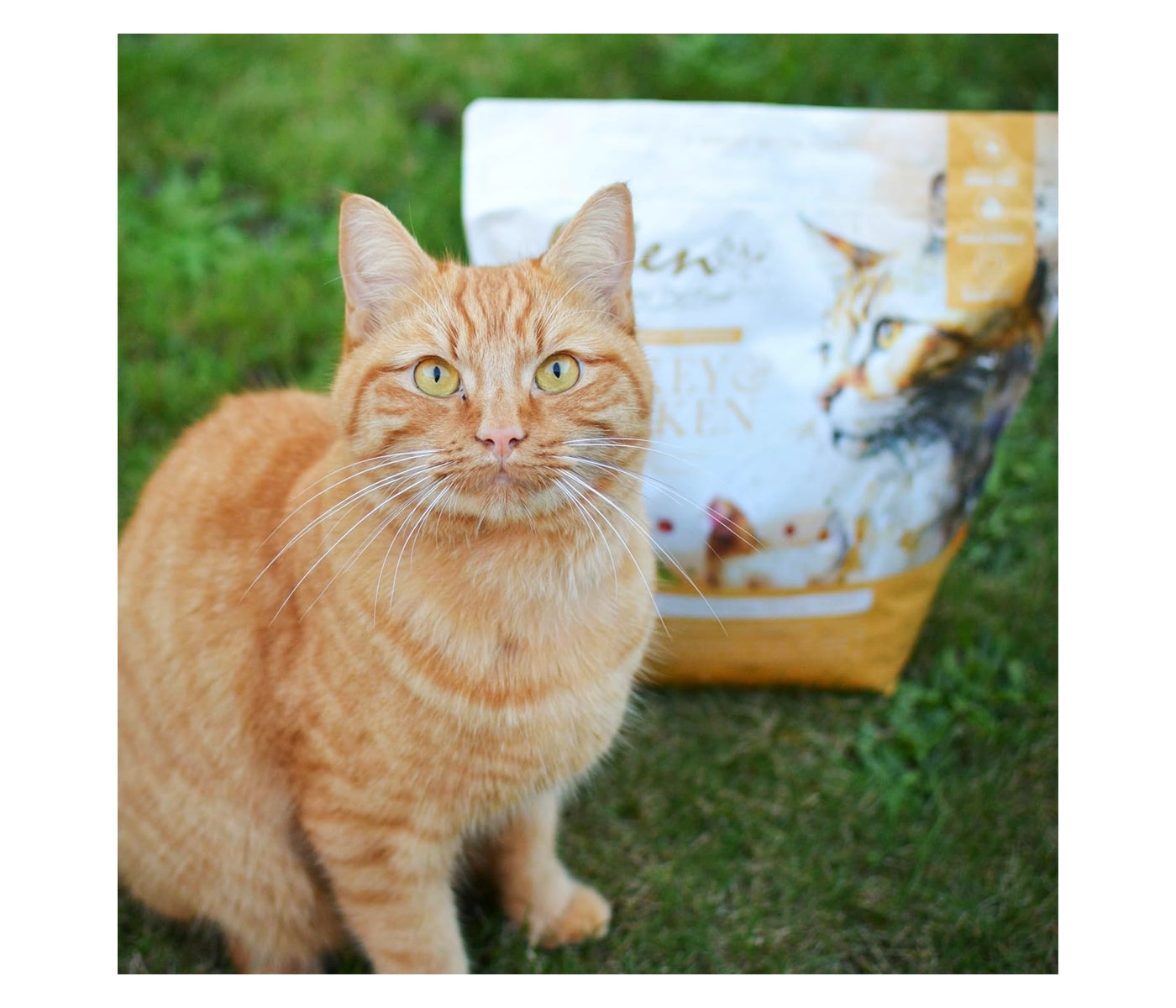 Eden - Turkey with Chicken Dry Cat Food - Buy Online SPR Centre UK