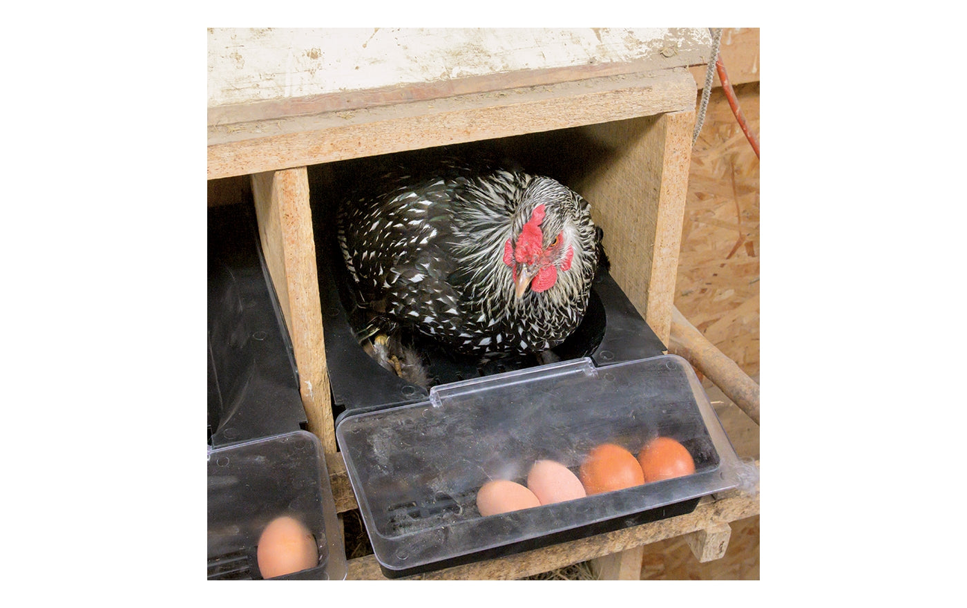Egg Cover Flap (for the Chick Box Roll Out Nest Bottom) - Buy Online SPR Centre UK