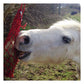 Equilibrium Munch Net (Red) | Forage Block Holder for Horses - Buy Online SPR Centre UK