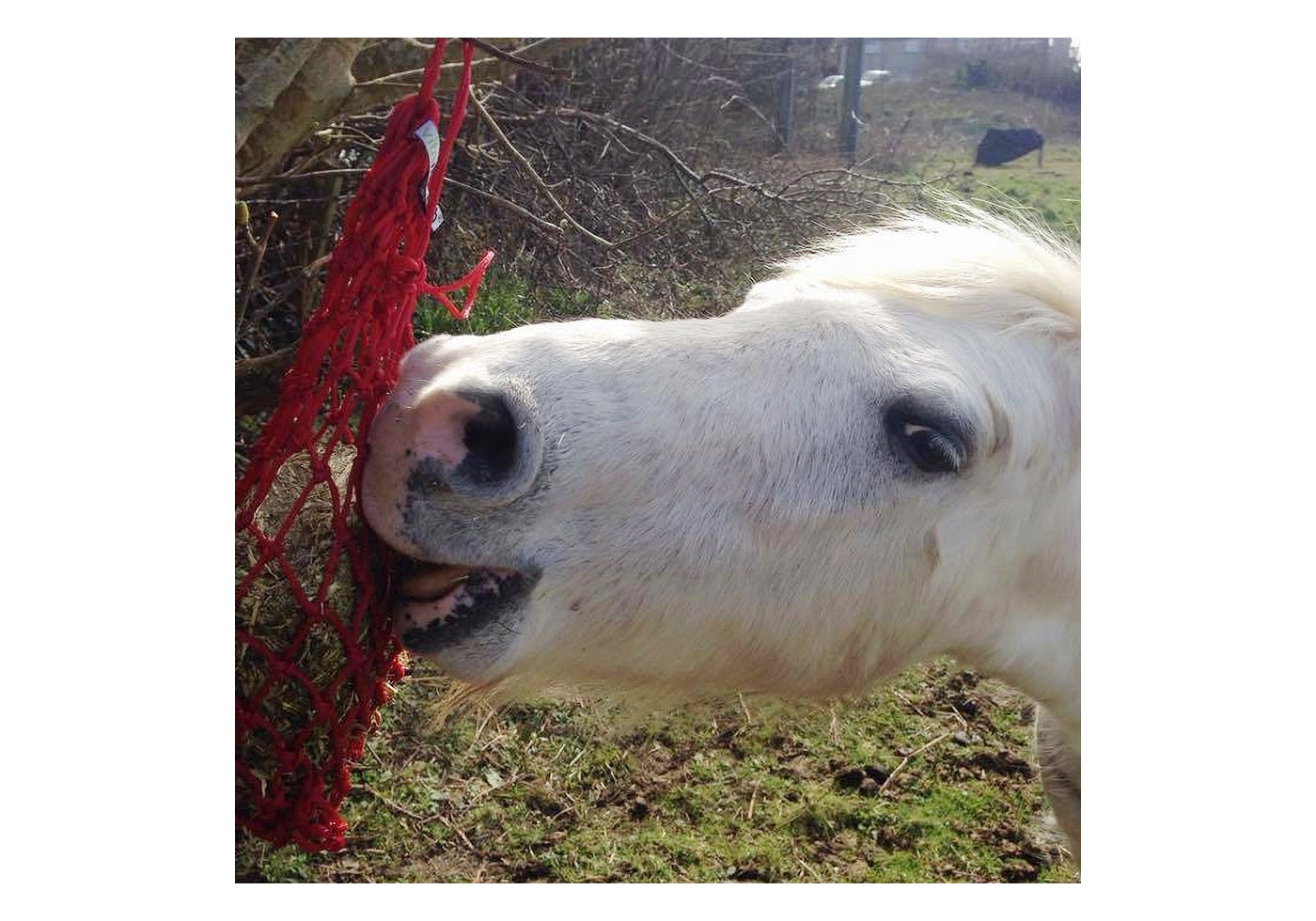 Equilibrium Munch Net (Red) | Forage Block Holder for Horses - Buy Online SPR Centre UK