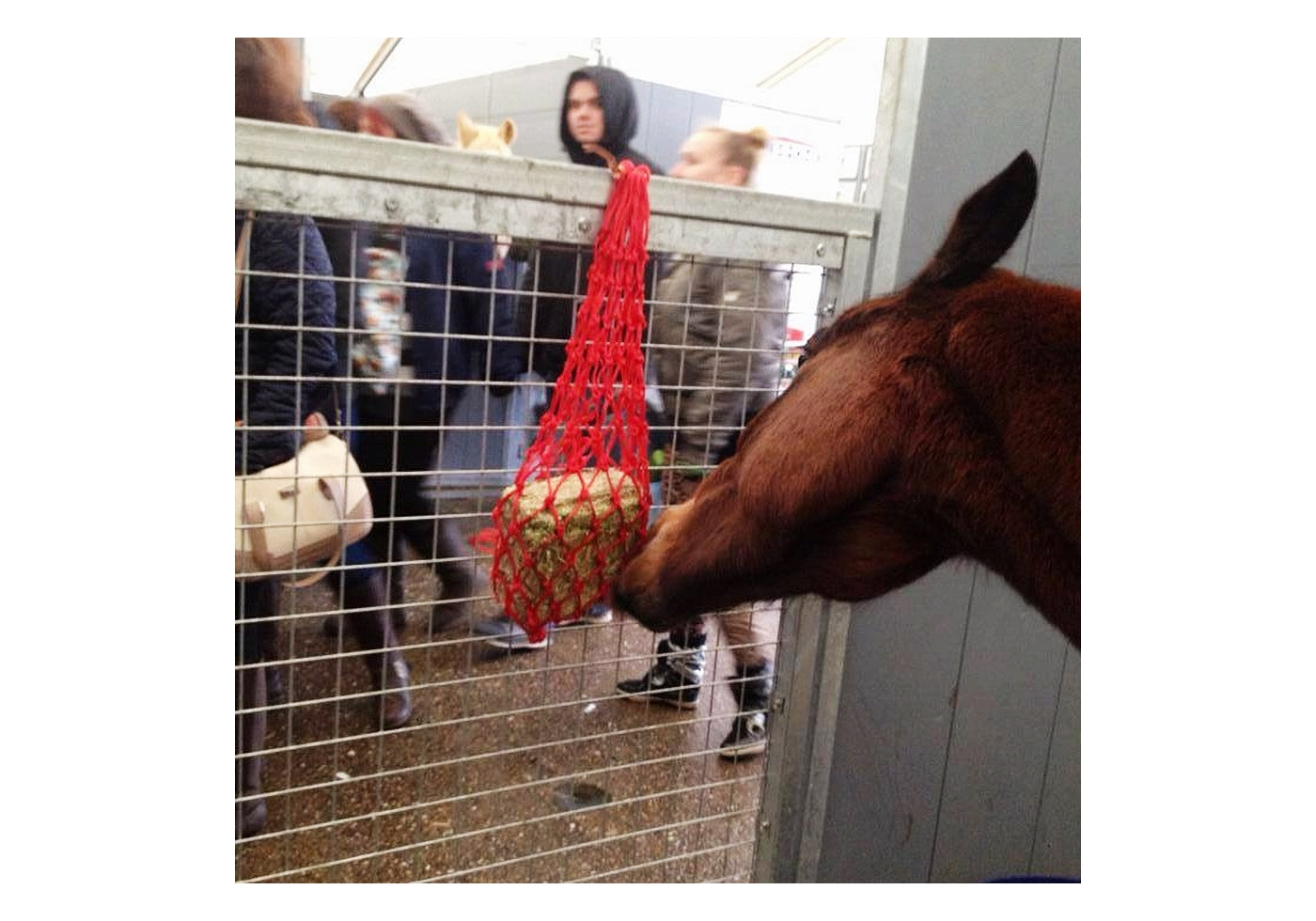 Equilibrium Munch Net (Red) | Forage Block Holder for Horses - Buy Online SPR Centre UK