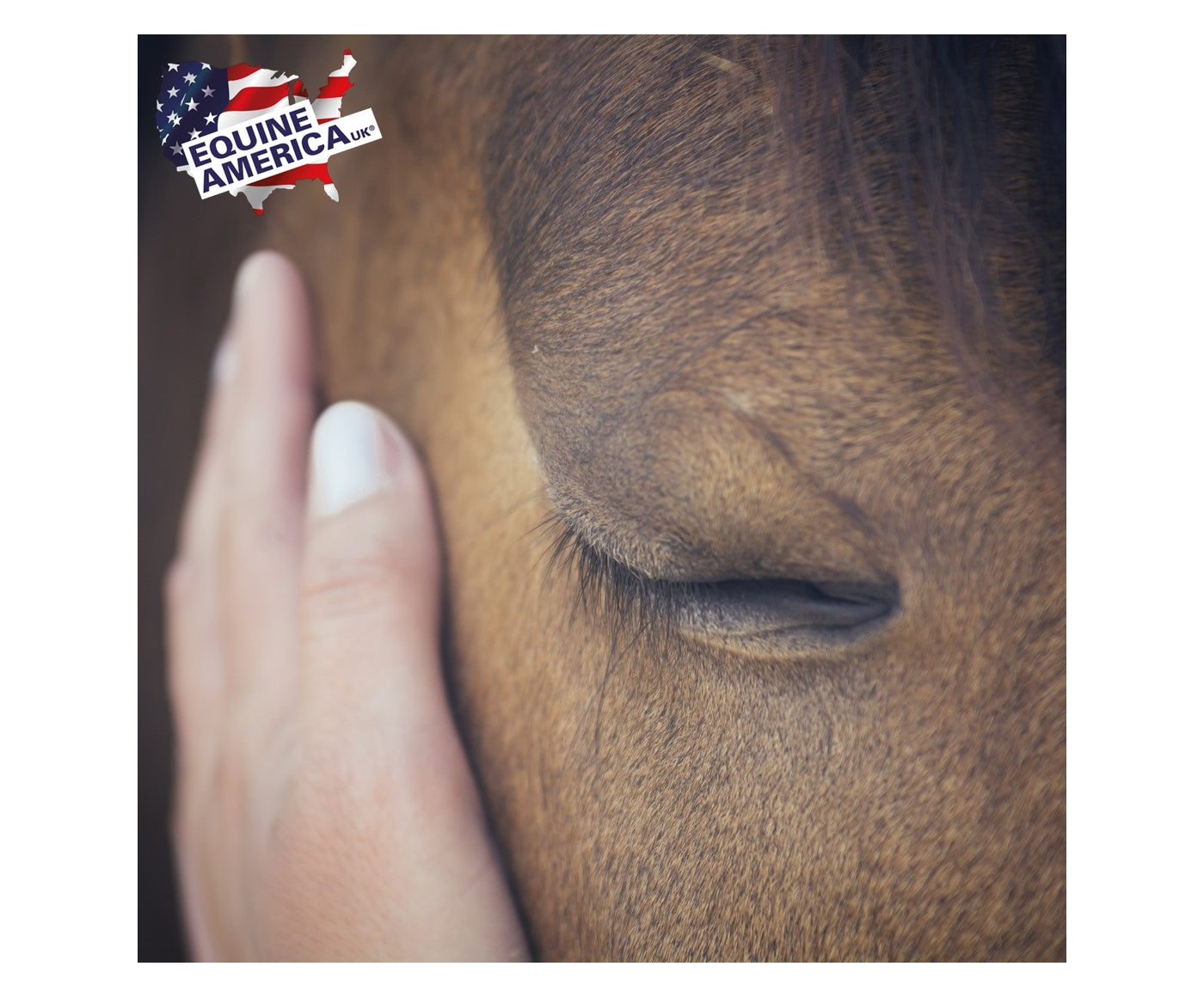 Equine America - Magnitude Powder - Buy Online SPR Centre UK