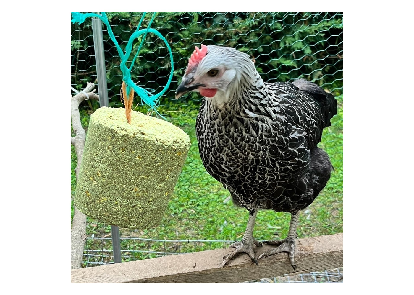 Feldy - Hanging Pecker Block for Chickens (Seaweed Flavour) - 1.25kg