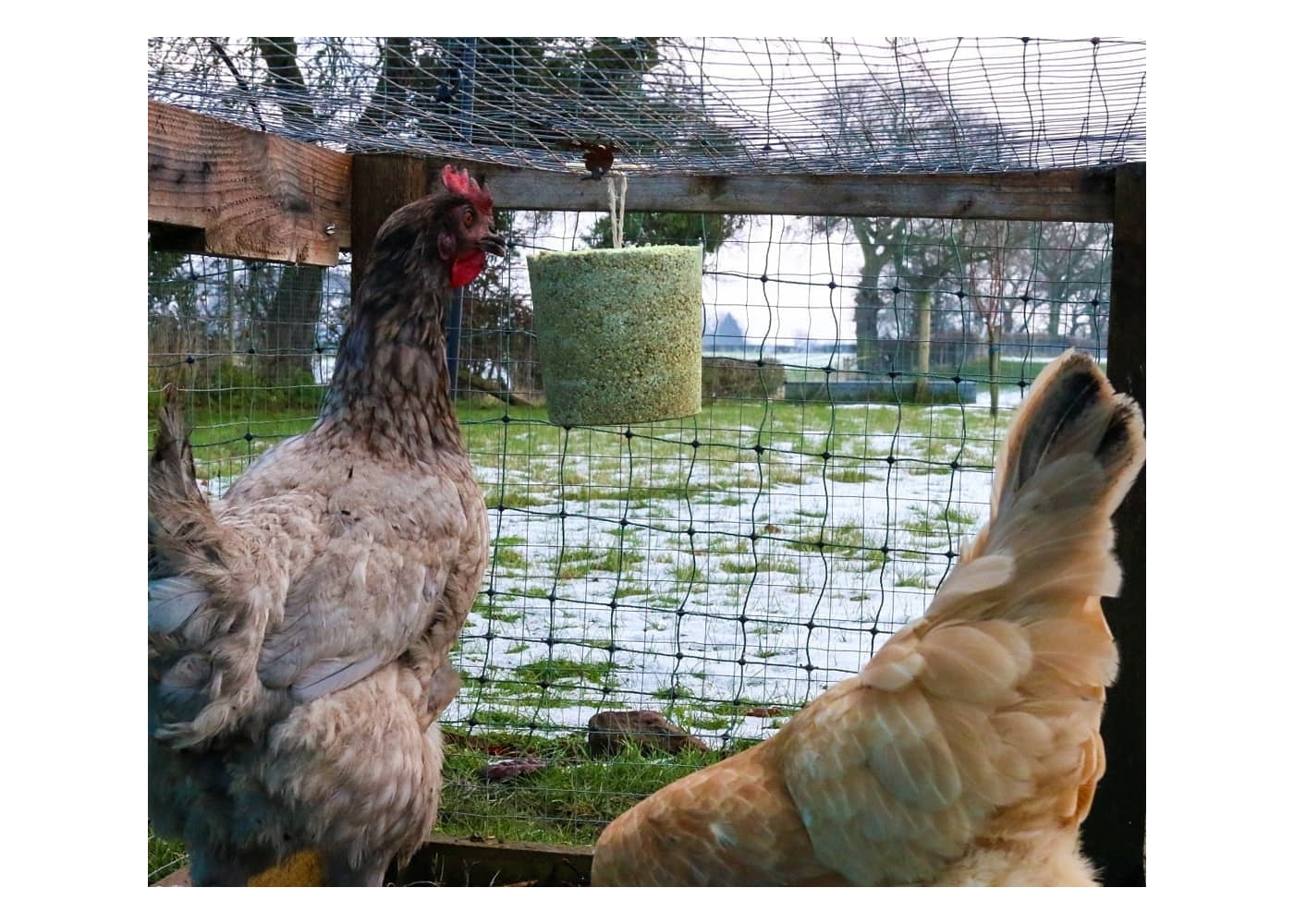 Feldy Hanging Pecker Block for Chickens (Seaweed Flavour) - Buy Online SPR Centre UK