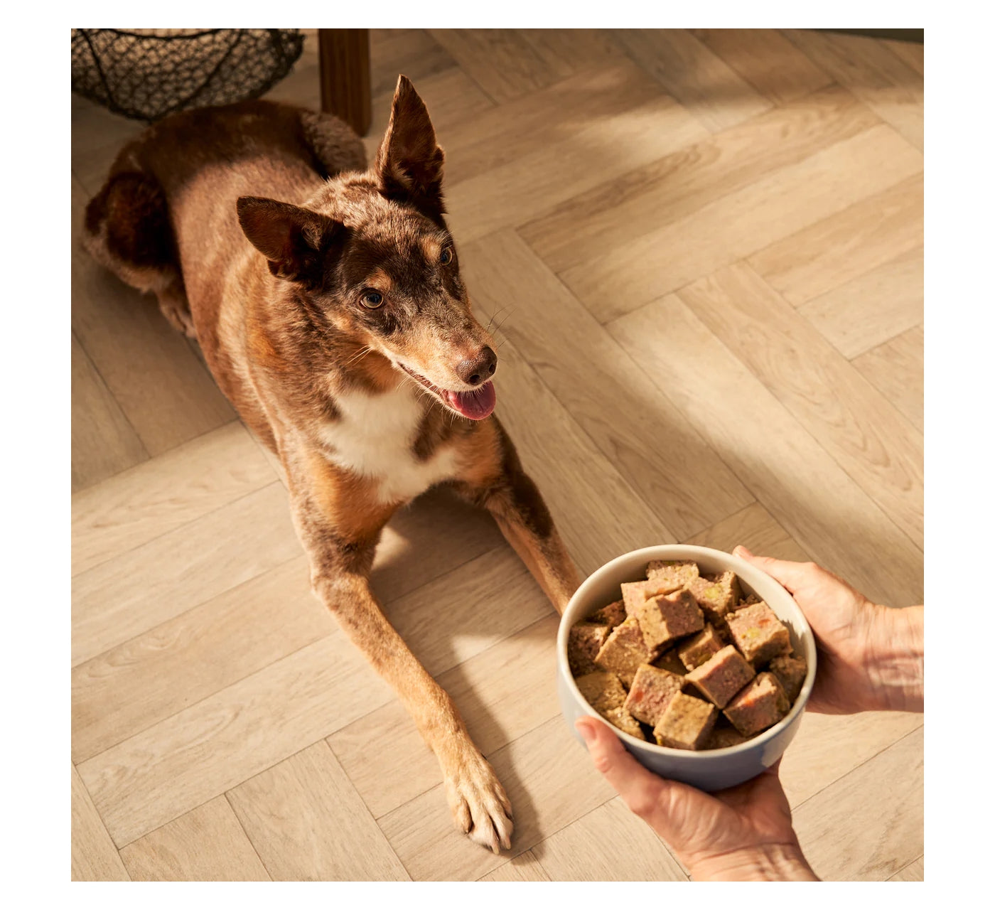 Forthglade - Senior Turkey with Butternut Squash - Buy Online SPR Centre UK