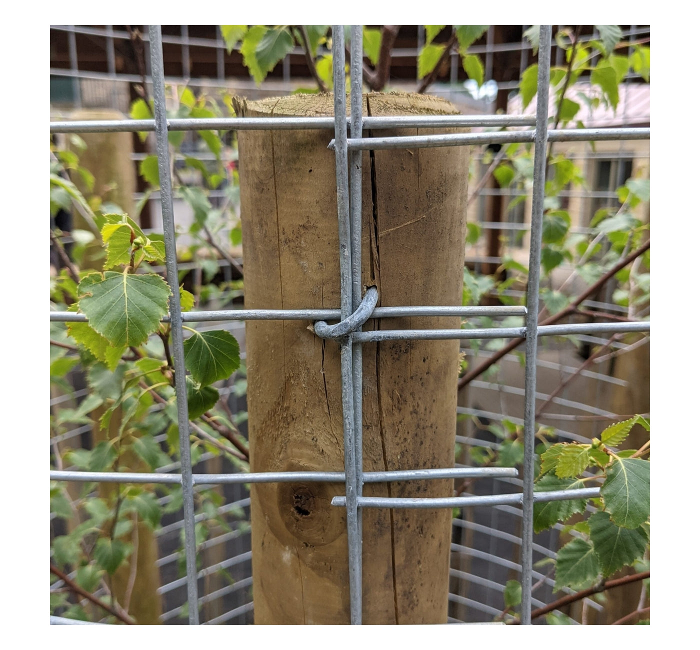 Galvanised Fence Staples - 40mm x 4.0mm - 500g - Buy Online SPR Centre UK