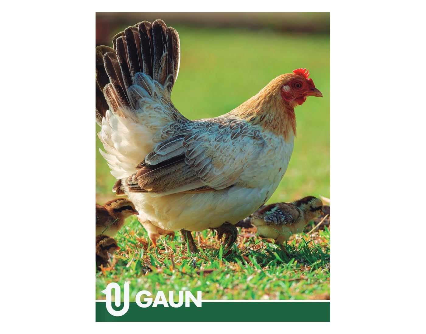 Gaun - Wooden Chicken Swing - Buy Online SPR Centre UK