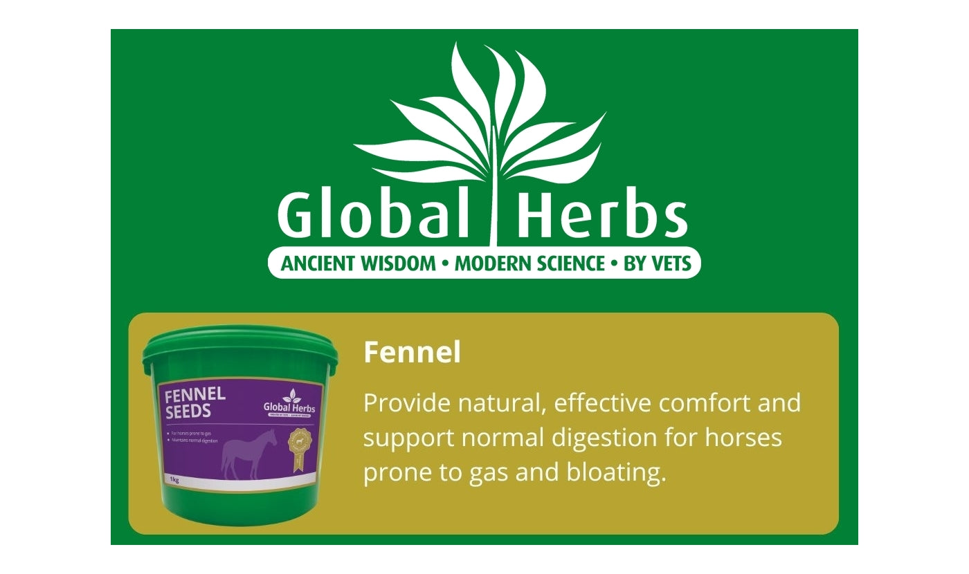 Global Herbs Fennel Seeds | Horse Care - Buy Online SPR Centre UK