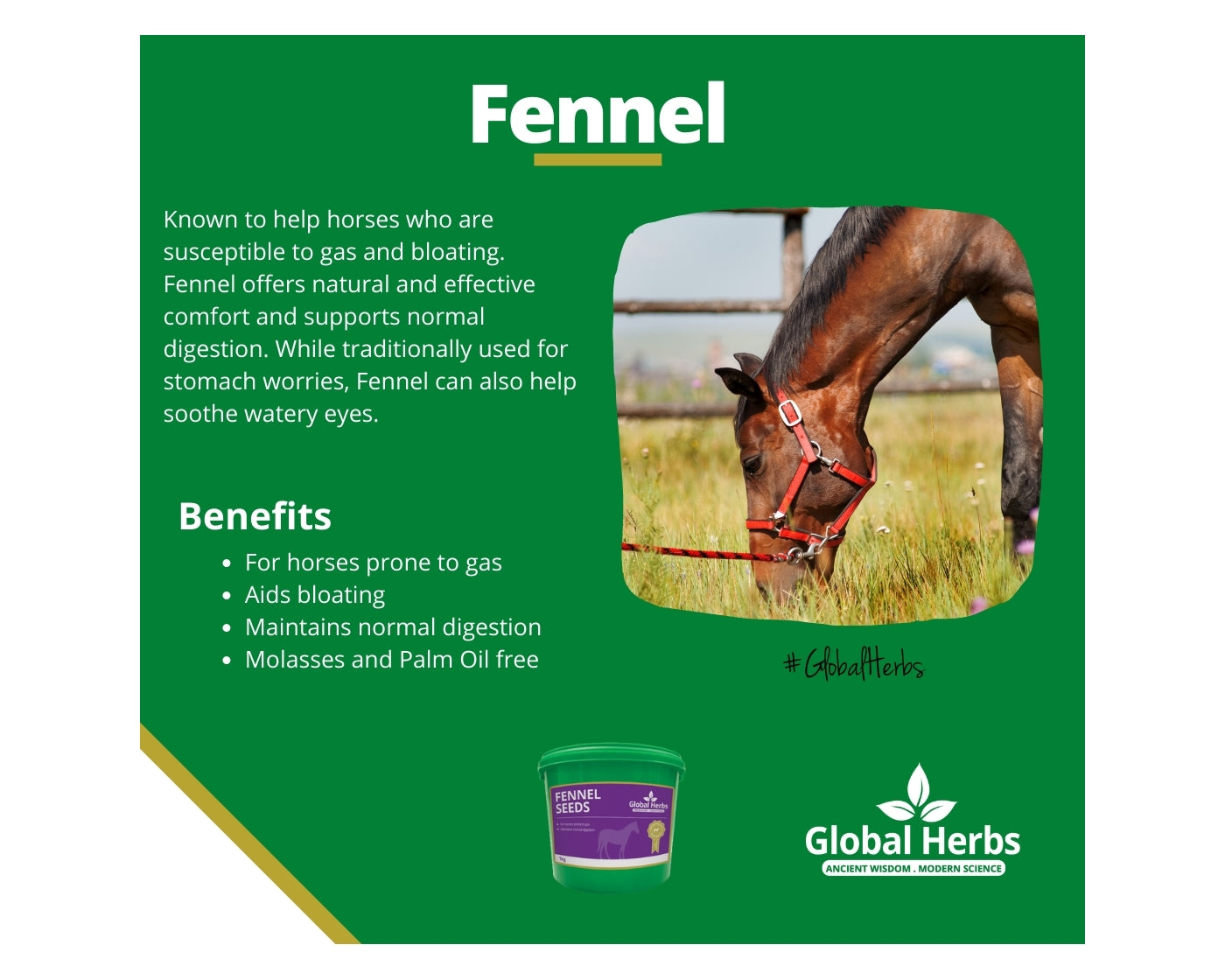 Global Herbs Fennel Seeds | Horse Care - Buy Online SPR Centre UK