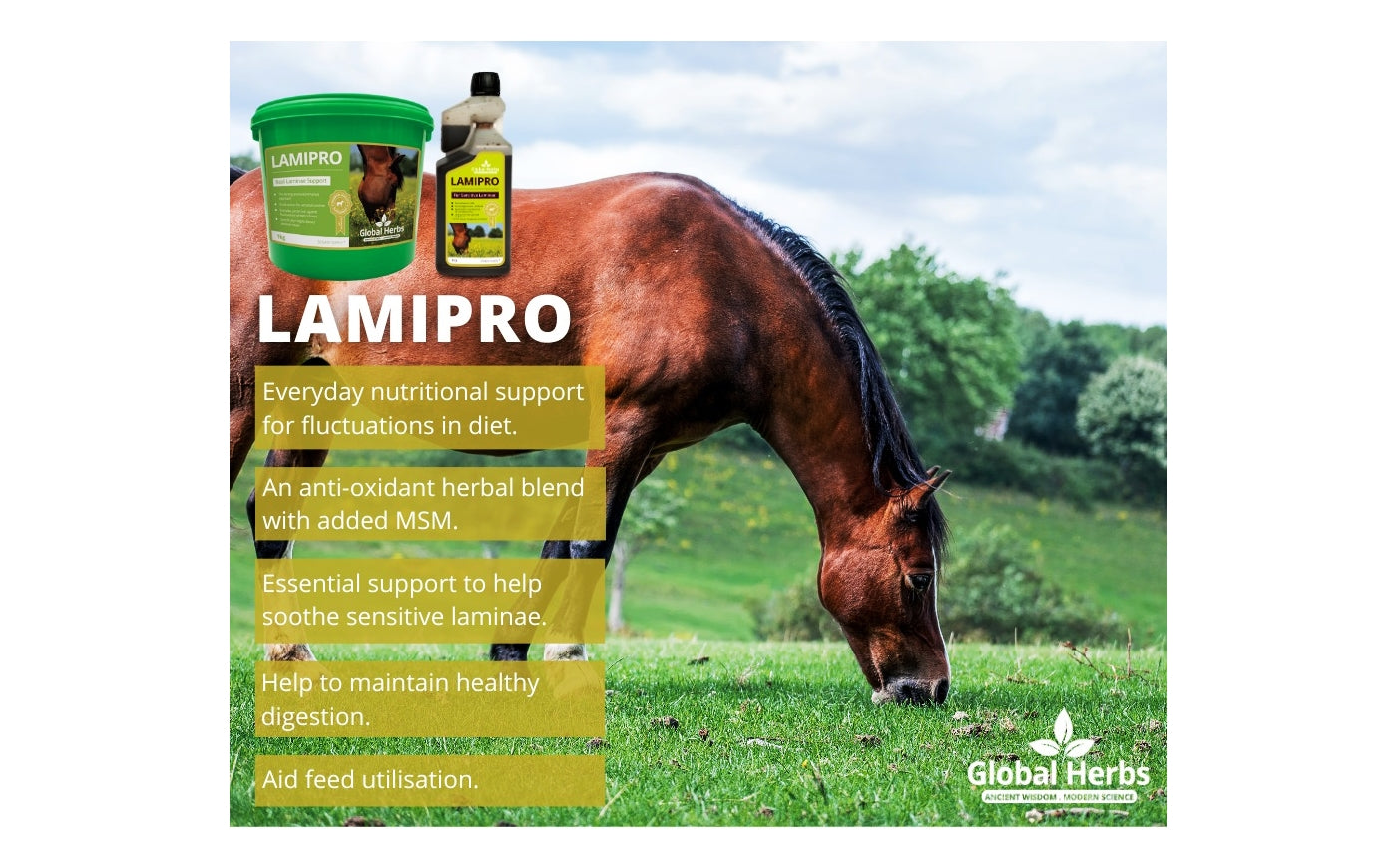 Global Herbs - LamiPro | Horse Care Supplement - Buy Onine SPR Centre UK