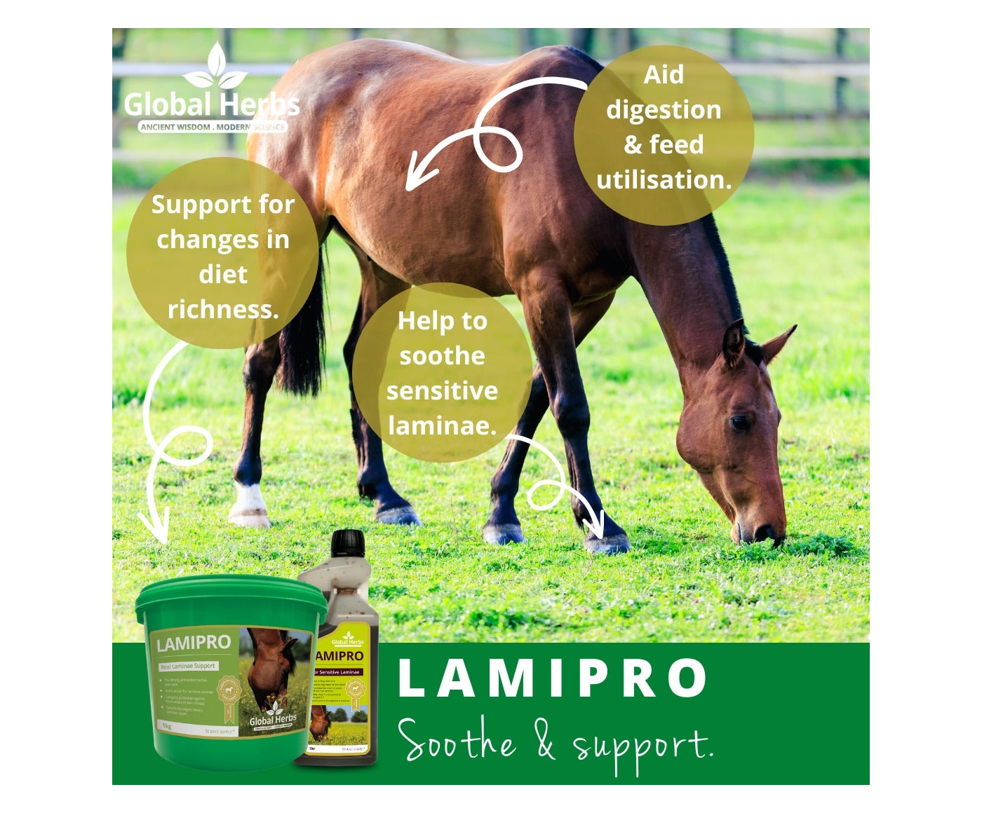 Global Herbs - LamiPro | Horse Care Supplement - Buy Onine SPR Centre UK