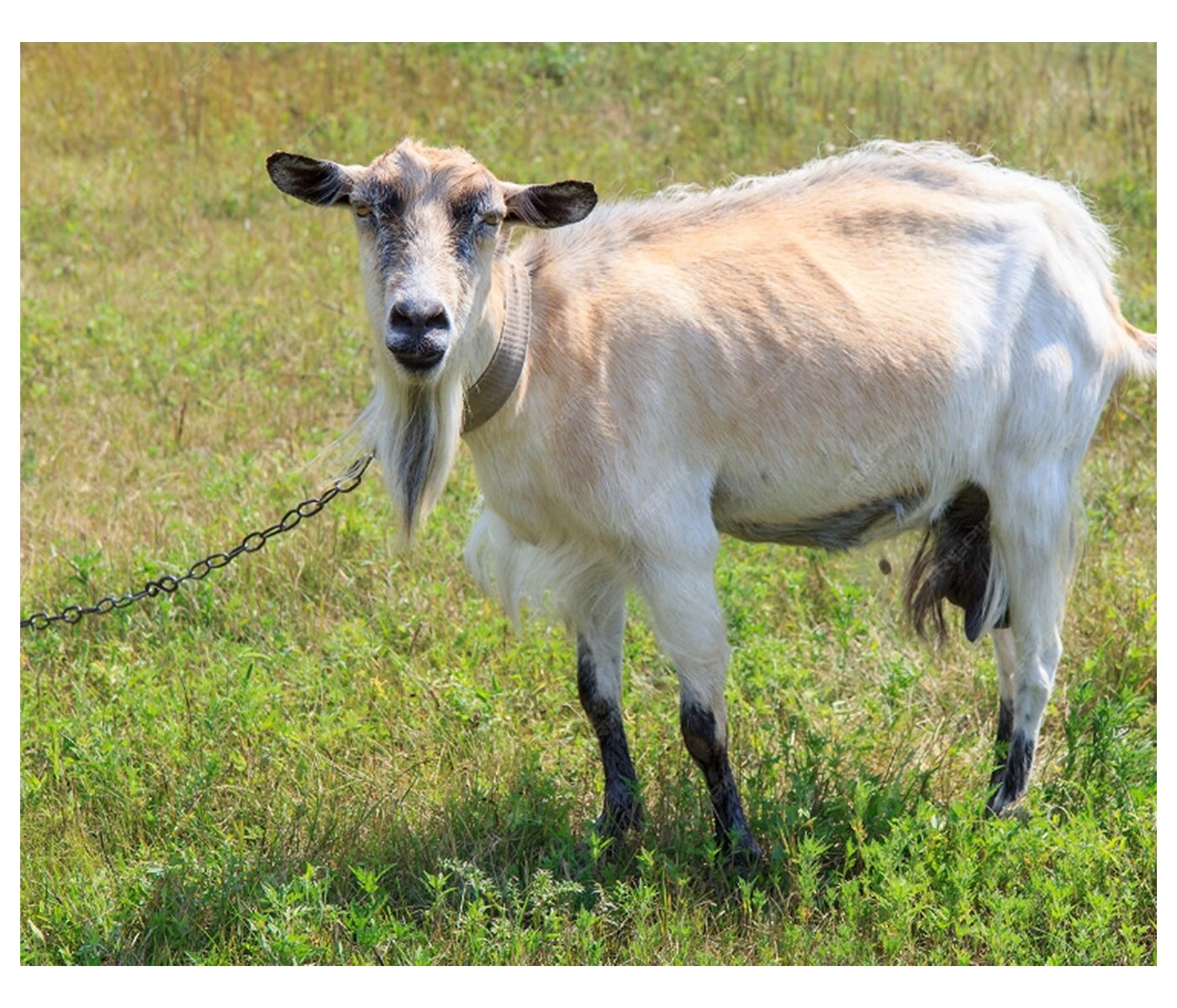 Goat Tether Chain 4.5m - Buy Online SPR Centre UK