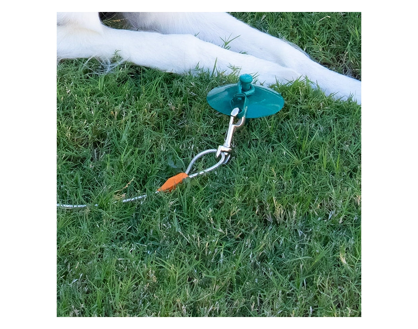 Goat Tethering Stake (50cm) - Buy Online SPR Centre UK