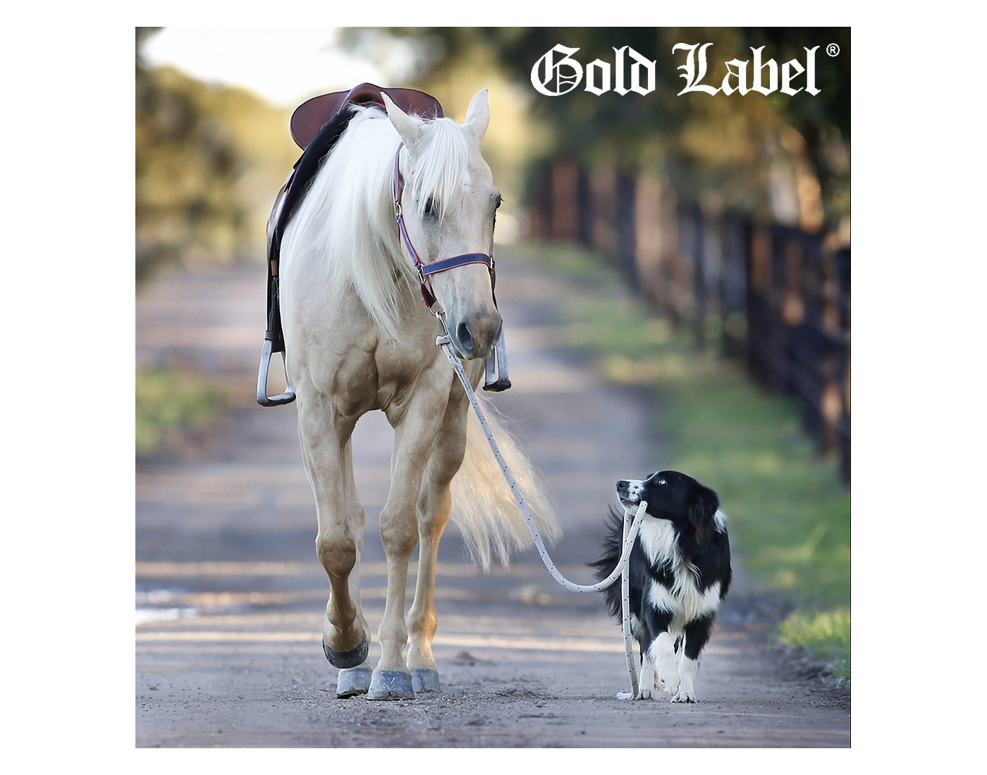 Gold Label Glucosamine Liquid | Joint Care for Horses & Dogs - Buy Online SPR Centre UK