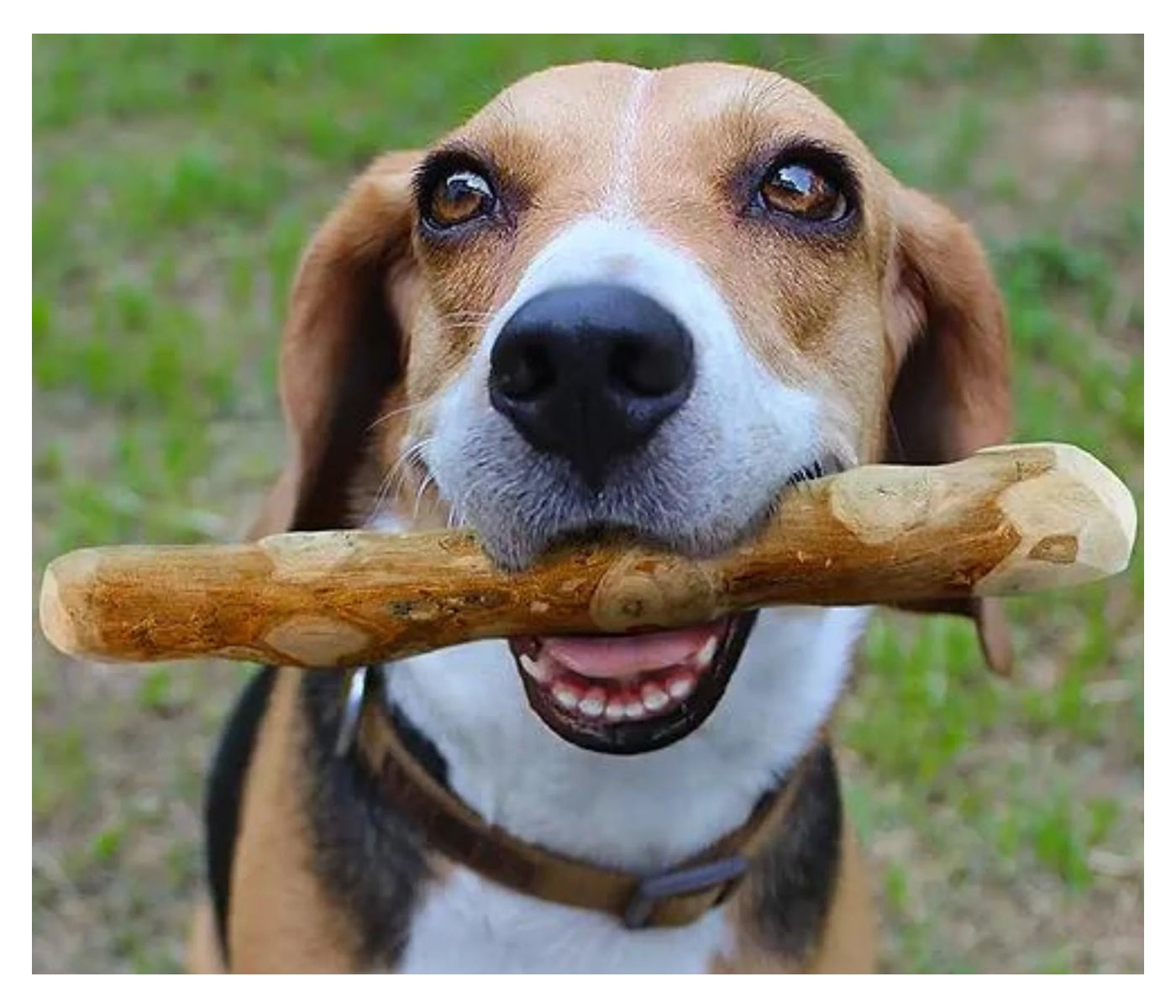 Pet's Up - GoodWood (Chew Sticks for Dogs) - Buy Online SPR Centre UK