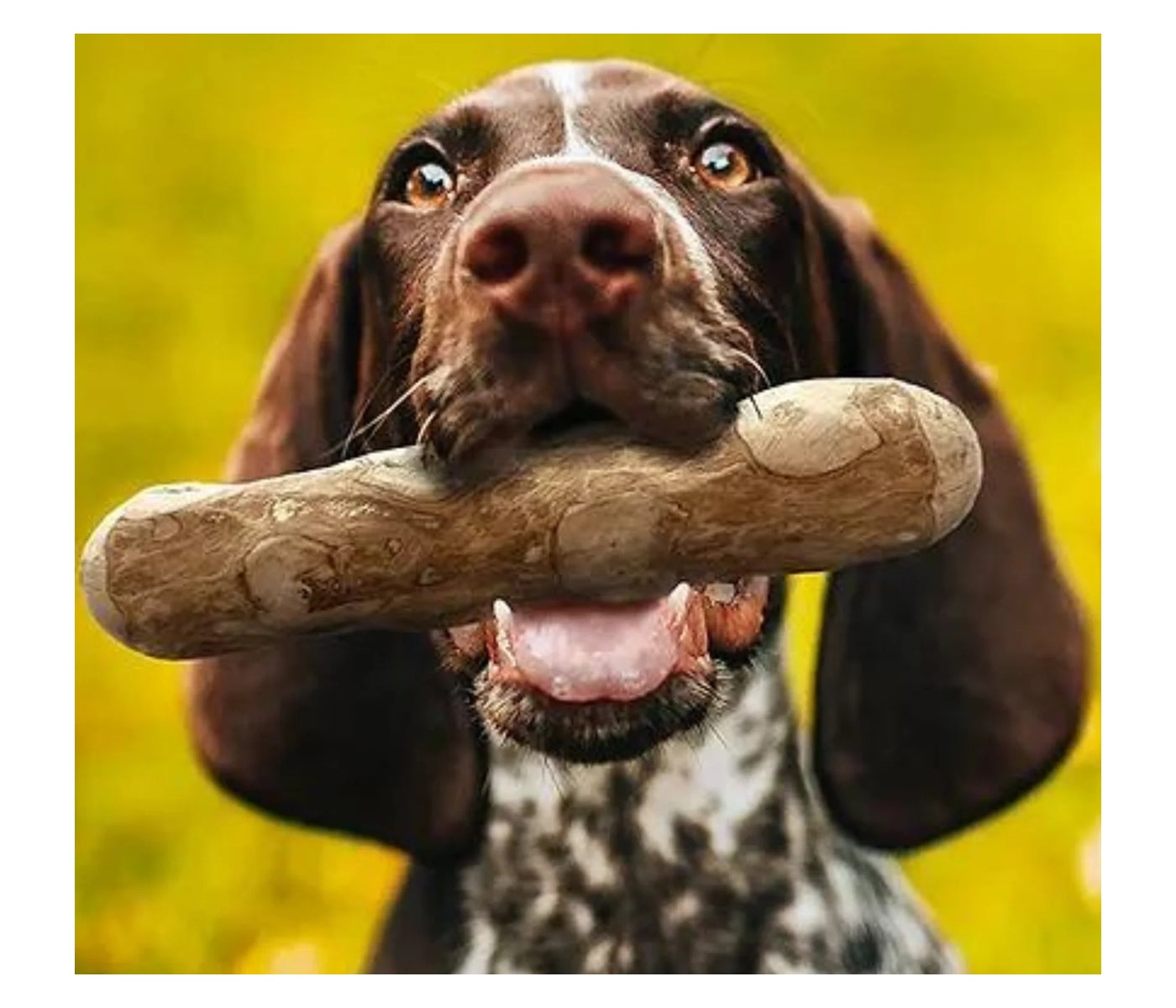 Pet's Up - GoodWood (Chew Sticks for Dogs) - Buy Online SPR Centre UK