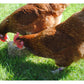 Halley's Hen Blox 1.25kg | Poultry Treat - Buy Online SPR Centre UK