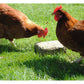 Halley's Hen Blox 1.25kg | Poultry Treat - Buy Online SPR Centre UK