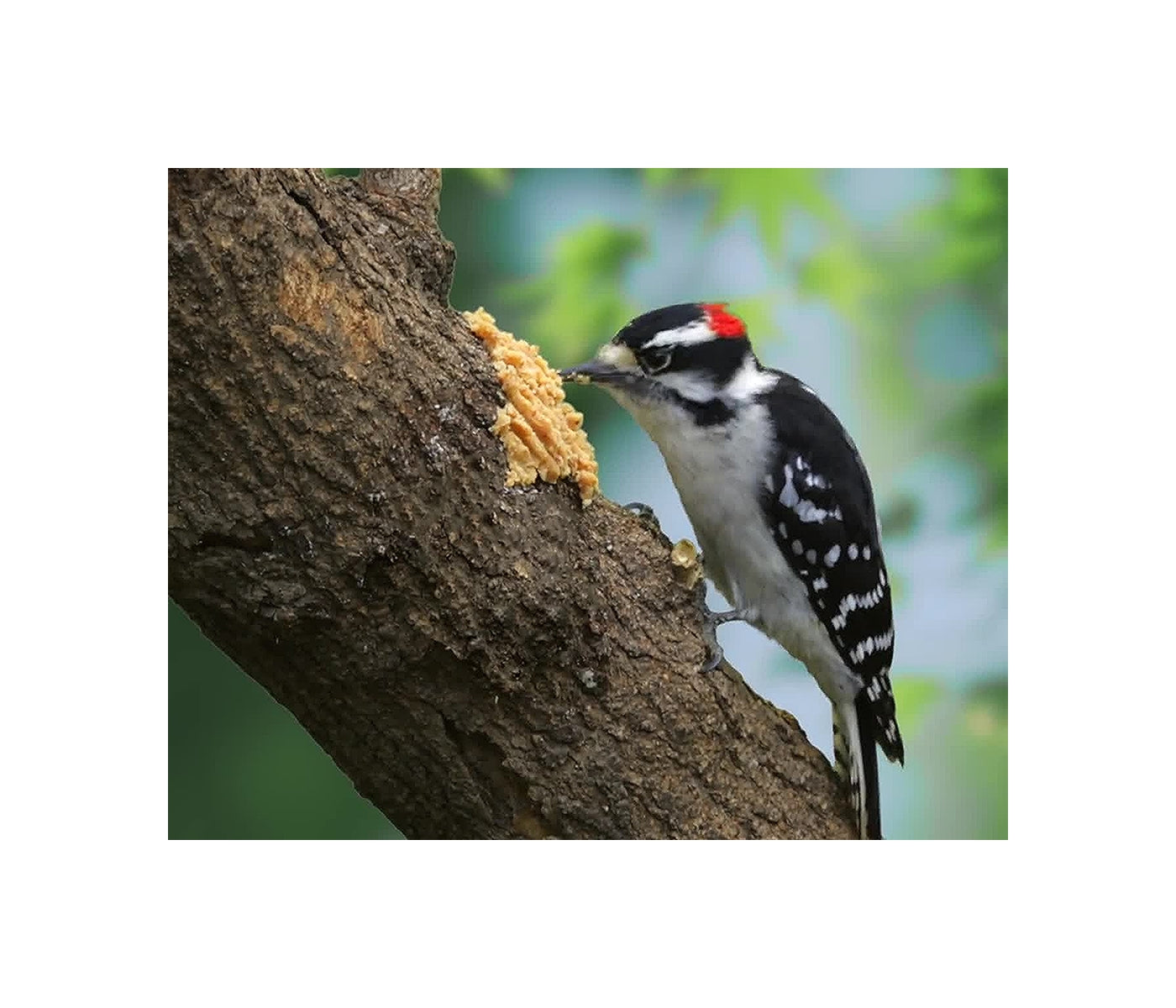 Happy Bird - Bark Butter (Original Peanut) 500g - Buy Online SPR Centre UK