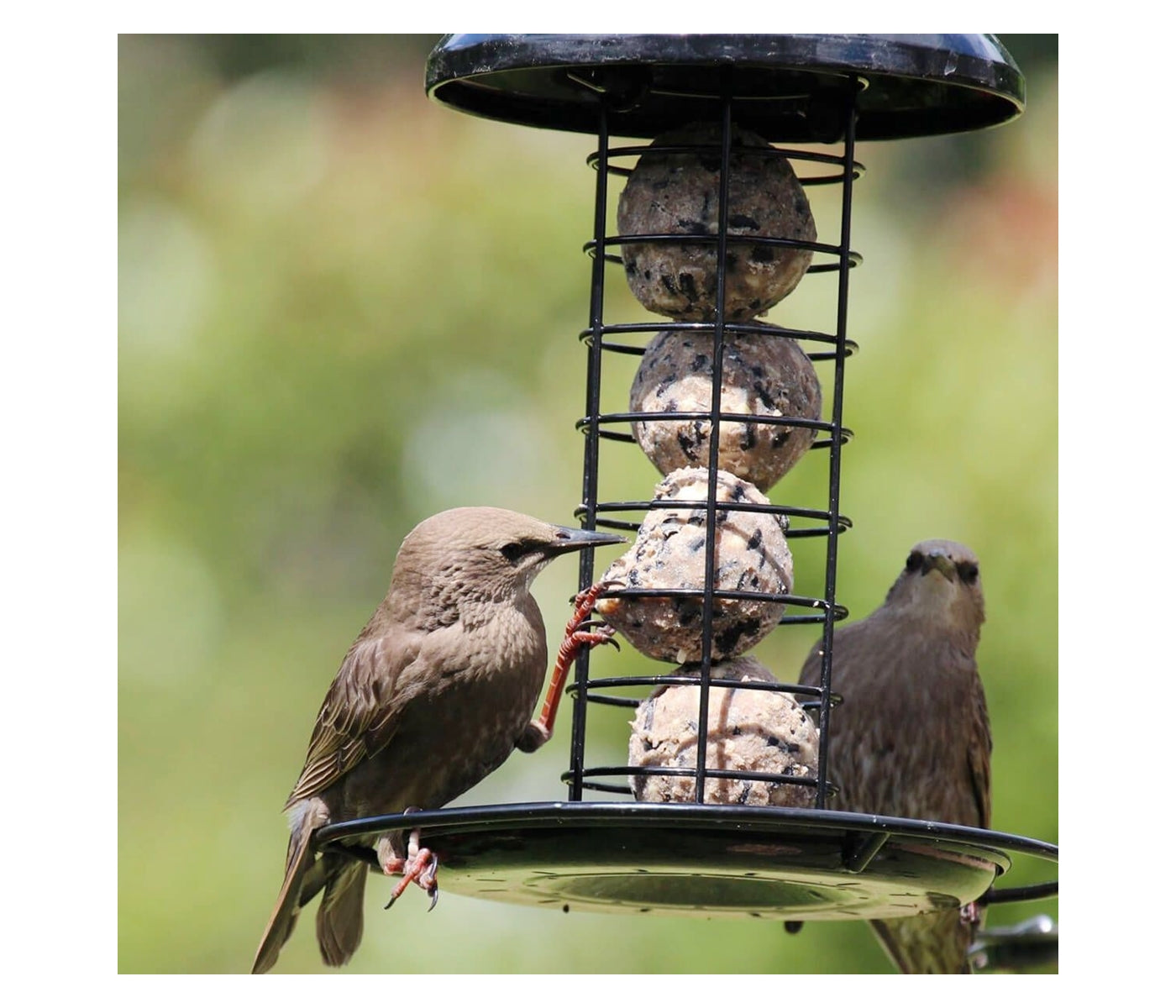 Henry Bell - Heavy Duty Fat Ball Feeder - Buy Online SPR Centre UK