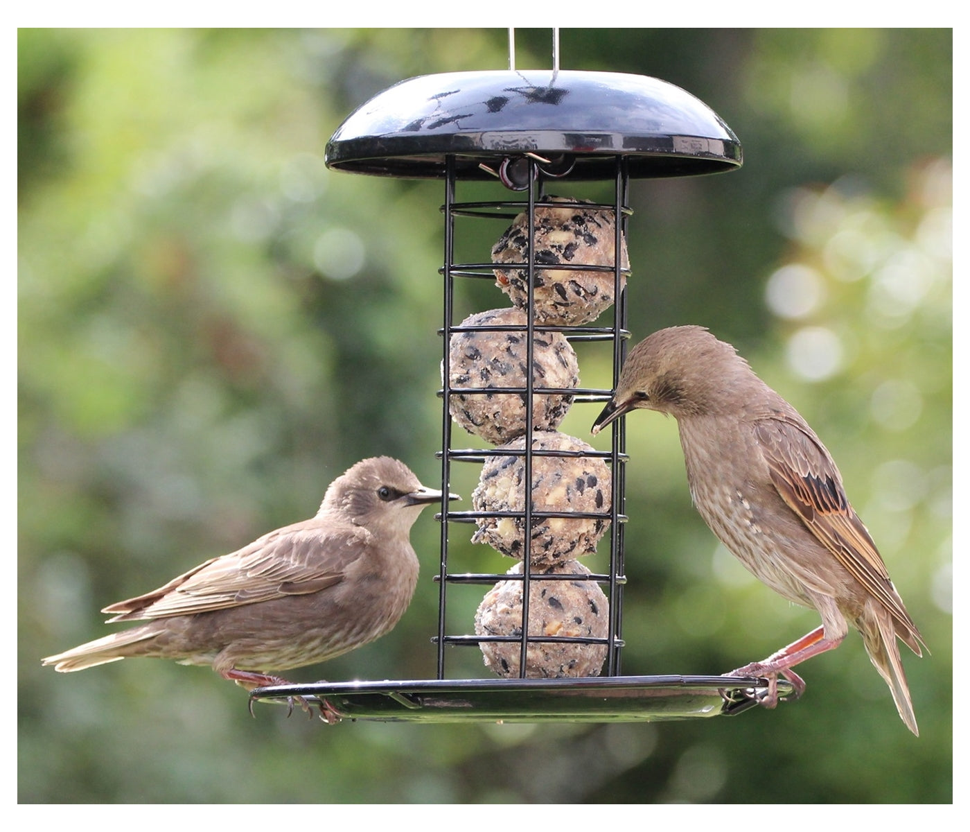 Henry Bell - Heavy Duty Fat Ball Feeder - Buy Online SPR Centre UK