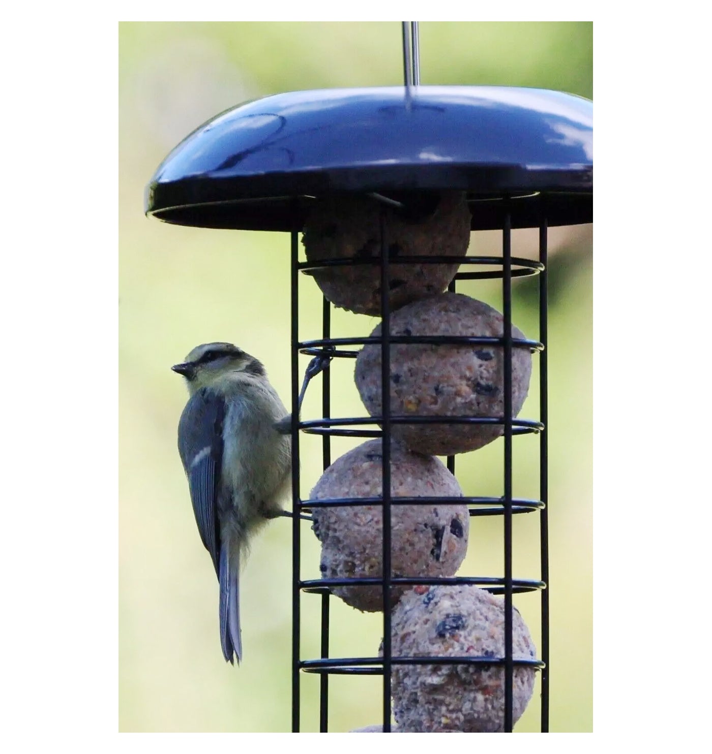 Henry Bell - Heavy Duty Fat Ball Feeder - Buy Online SPR Centre UK