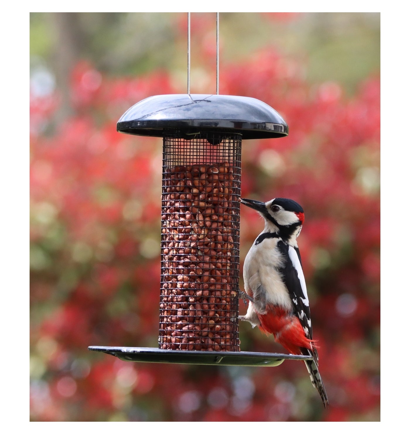 Henry Bell - Heavy Duty Peanut Feeder - Buy Online SPR Centre UK