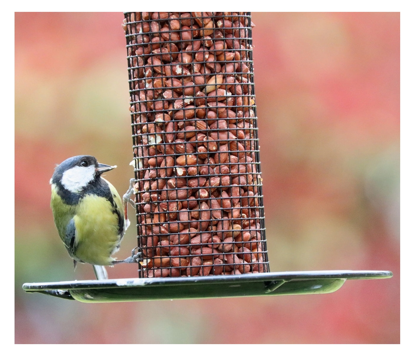 Henry Bell - Heavy Duty Peanut Feeder - Buy Online SPR Centre UK