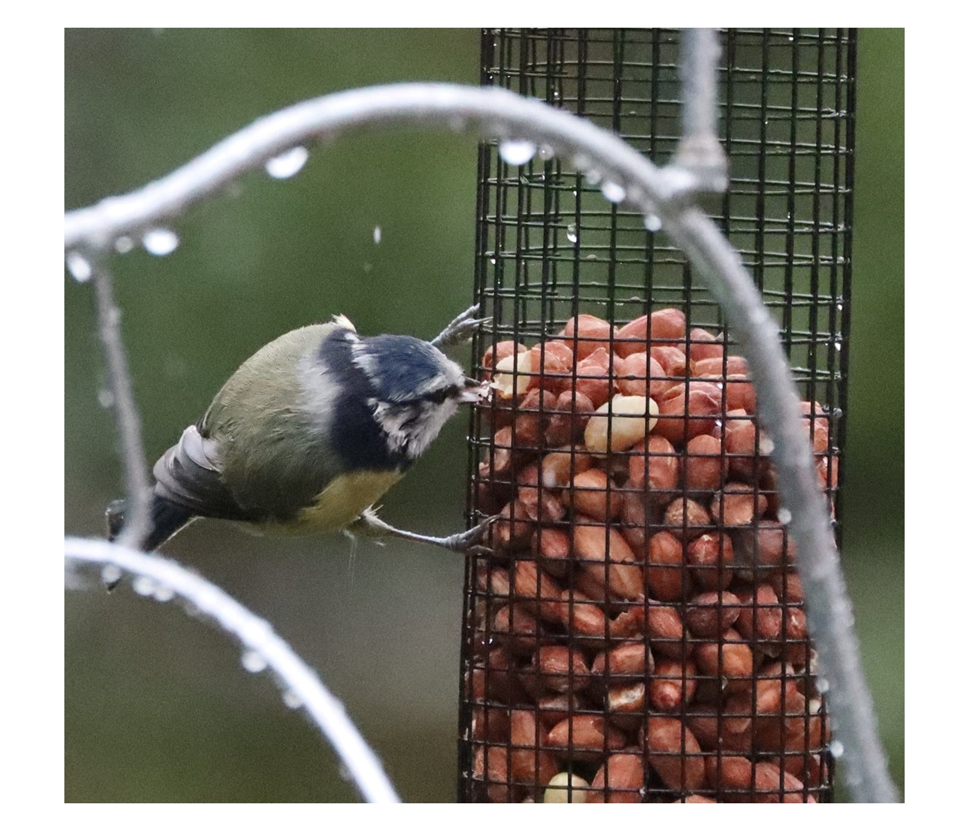 Henry Bell - Heavy Duty Peanut Feeder - Buy Online SPR Centre UK