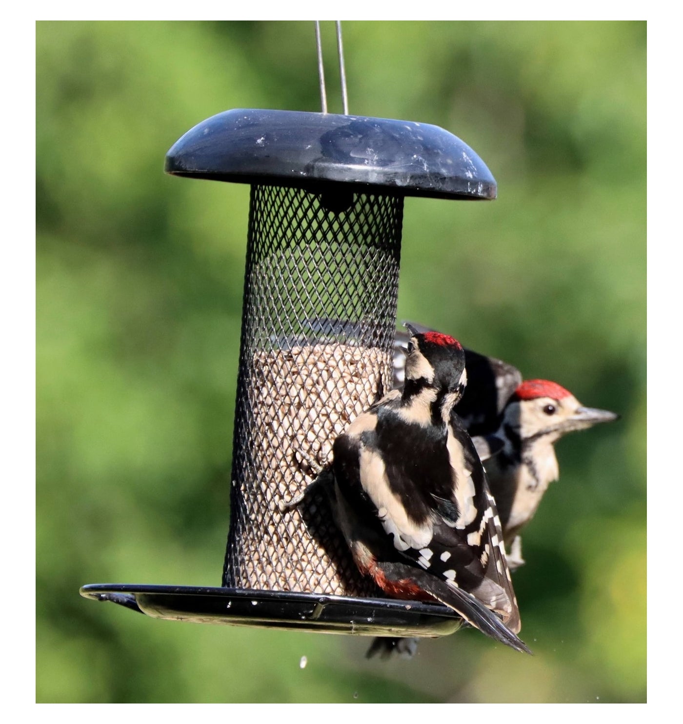 Henry Bell - Heavy Duty Seed Feeder - Buy Online SPR Centre UK