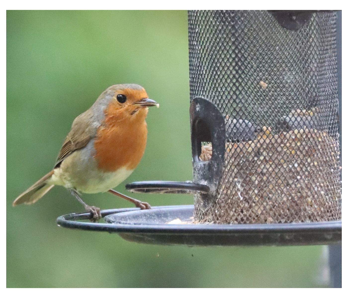 Henry Bell - Heavy Duty Seed Feeder - Buy Online SPR Centre UK