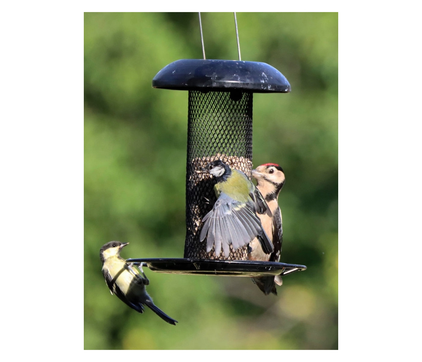 Henry Bell - Heavy Duty Seed Feeder - Buy Online SPR Centre UK