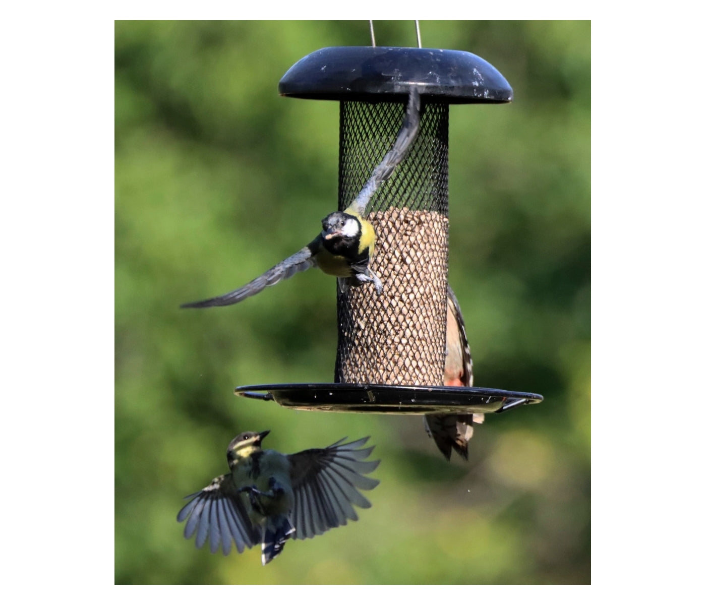 Henry Bell - Heavy Duty Seed Feeder - Buy Online SPR Centre UK