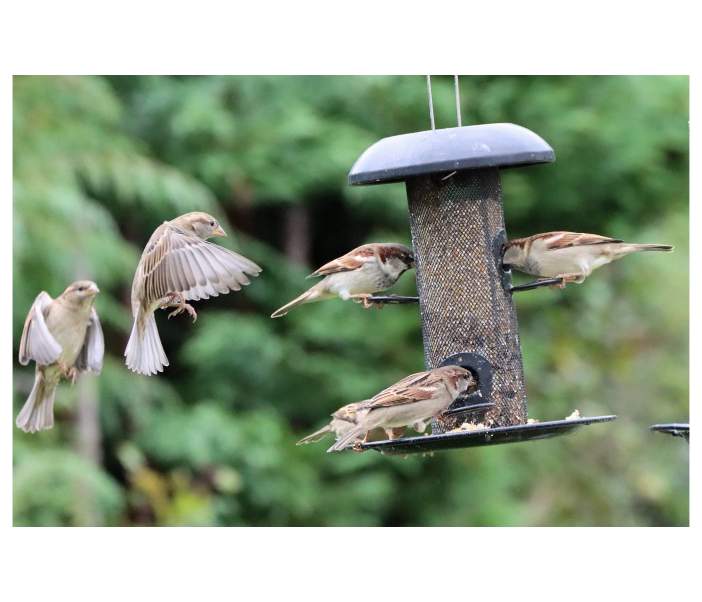 Henry Bell - Heavy Duty Seed Feeder - Buy Online SPR Centre UK